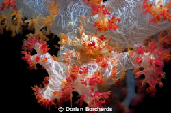 Hard to see,Soft Coral Crab on Soft Coral.Taken with Niko... by Dorian Borcherds 